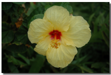 Hawaii Image 10